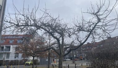 Apfelbaum wieder in Form bringe n