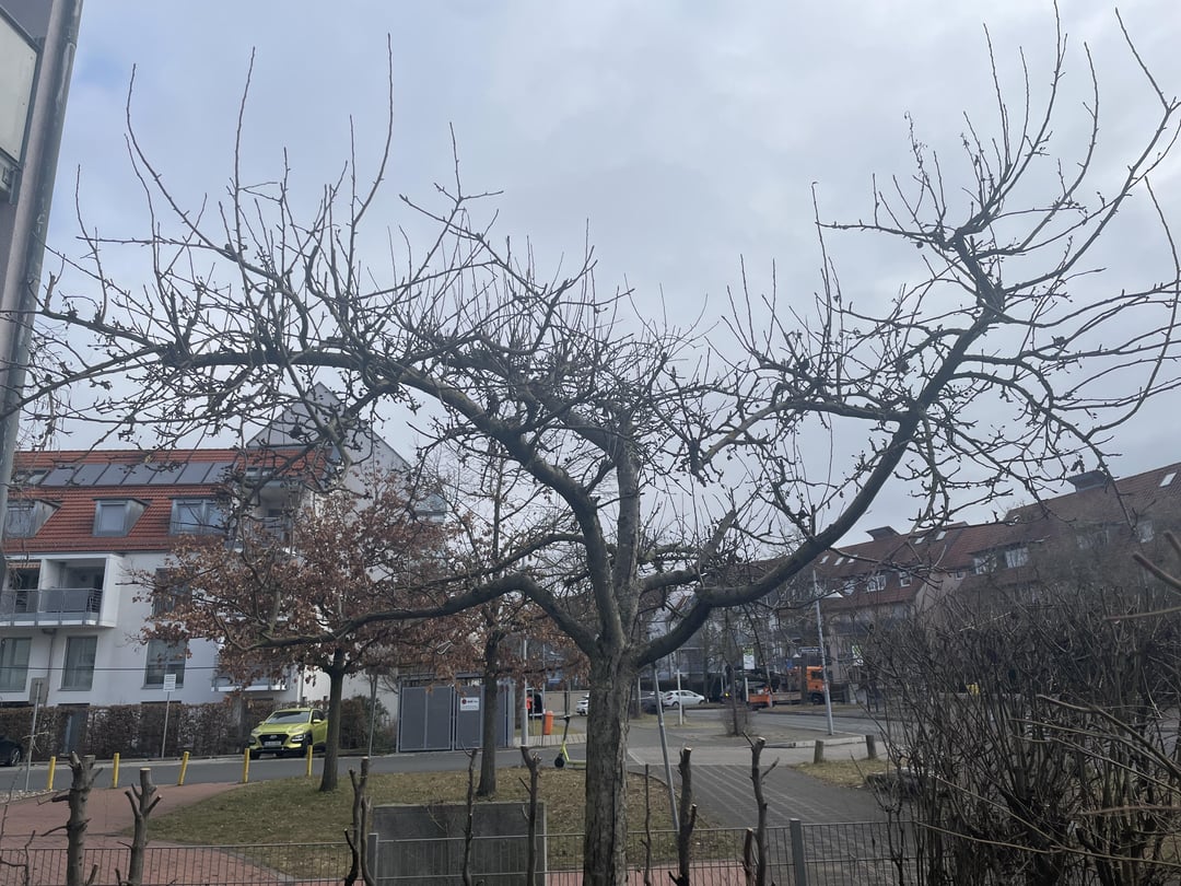 Apfelbaum wieder in Form bringe n