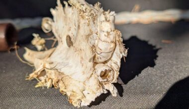 Wem gehören diese Knochen?