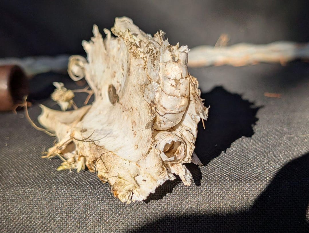 Wem gehören diese Knochen?