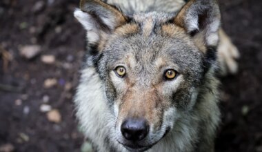 EU-Kommission stuft Wolfsschutz herab: CSU-Abgeordneter begrüßt Meilenstein für Weidetierhaltung - Bad Tölz-Wolfratshausen