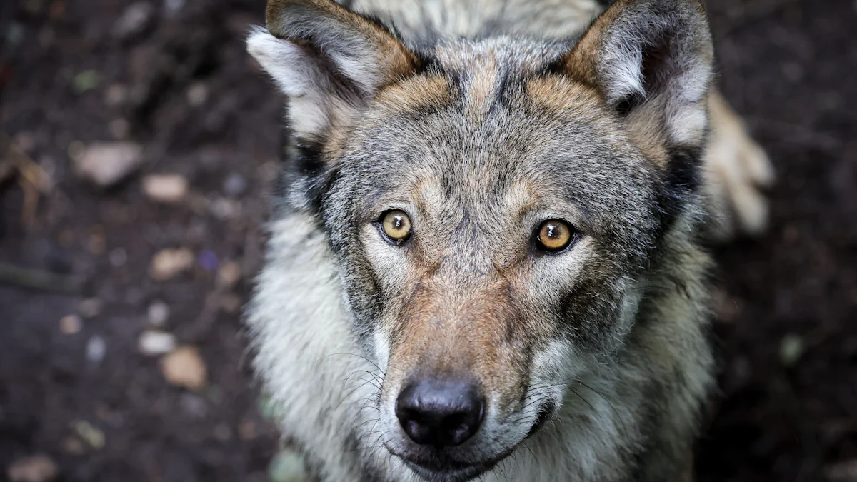 EU-Kommission stuft Wolfsschutz herab: CSU-Abgeordneter begrüßt Meilenstein für Weidetierhaltung - Bad Tölz-Wolfratshausen