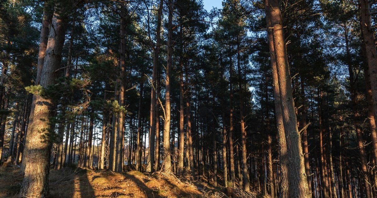 Pamatę, koks gyvūnas sugrįžo į Lietuvą, kaip reikiant nustebo: parodė visiems