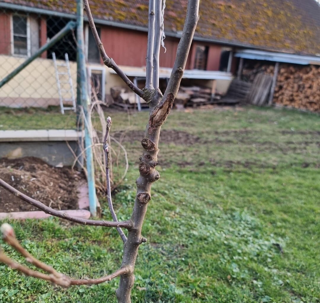 Apfelbaum Rindenschaden