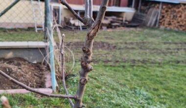 Apfelbaum Rindenschaden
