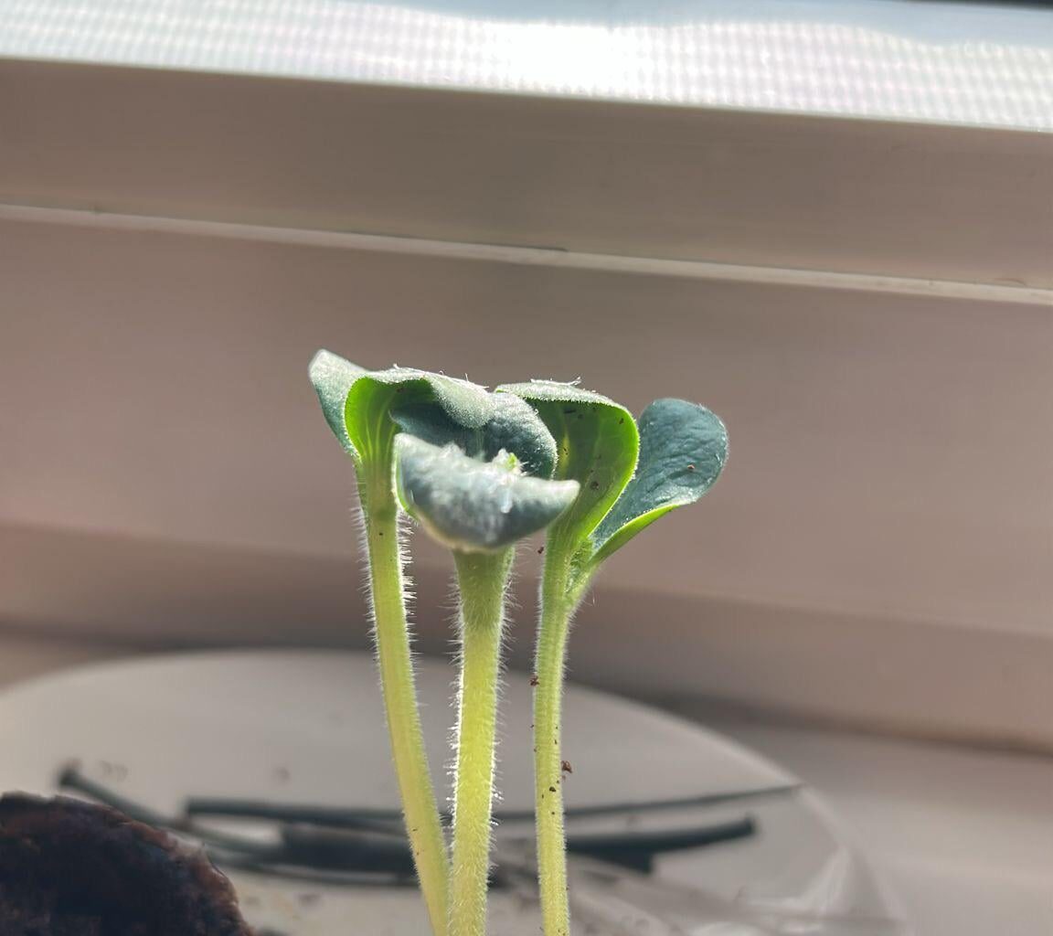Ist das Mehltau?