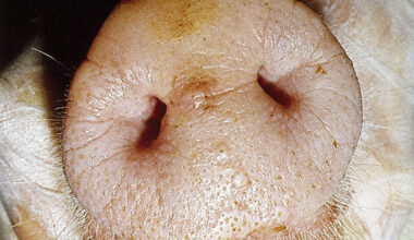 CVO urges producers to be vigilant after Slovakia FMD outbreaks