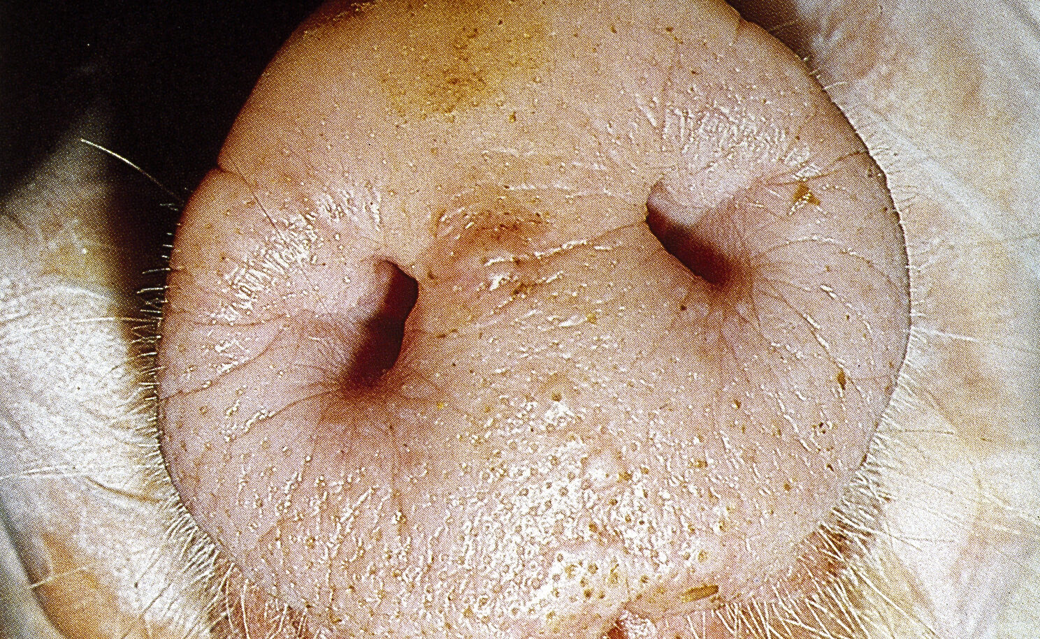 CVO urges producers to be vigilant after Slovakia FMD outbreaks