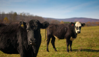 Worried about climate change? Eat less meat