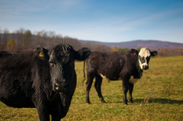 Worried about climate change? Eat less meat