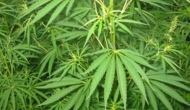 First authorization for cultivation of industrial hemp issued in Moldova