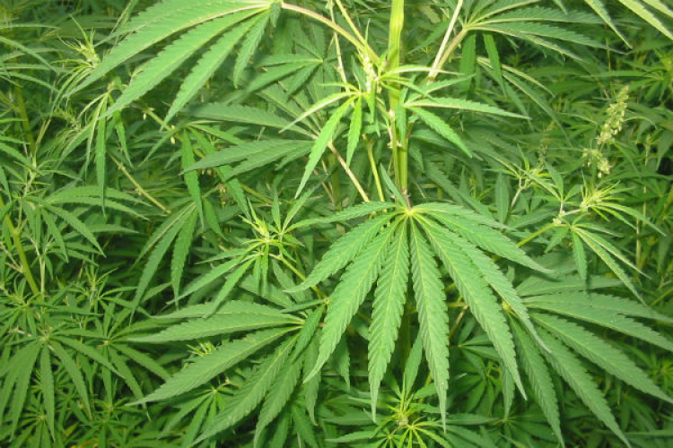 First authorization for cultivation of industrial hemp issued in Moldova