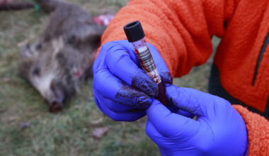 RTL Today - Following outbreak in Germany: No cases reported as Luxembourg steps up African Swine Fever prevention