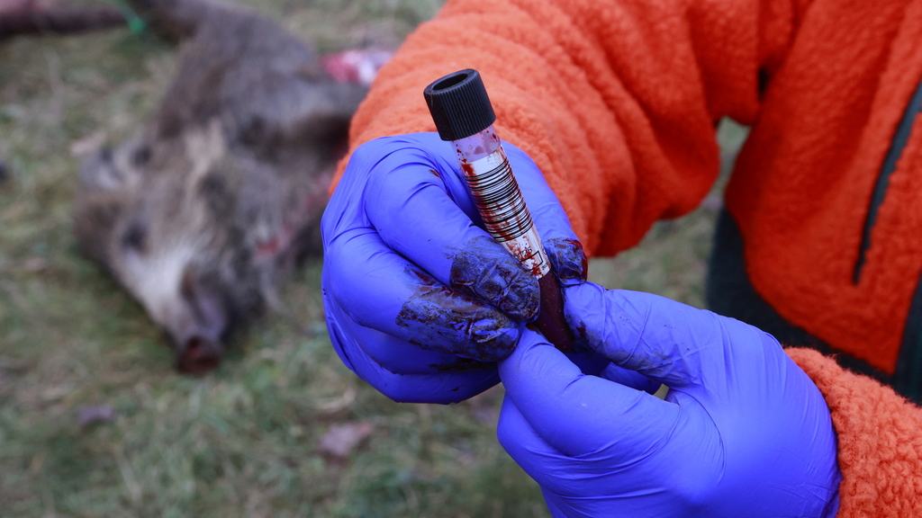 RTL Today - Following outbreak in Germany: No cases reported as Luxembourg steps up African Swine Fever prevention