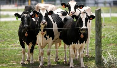 Thousands of animals killed after foot-and-mouth outbreak in Hungary and Slovakia