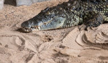 Crocodiles may be forced to change ways due to climate change, study finds