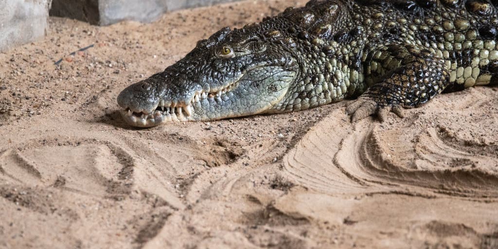 Crocodiles may be forced to change ways due to climate change, study finds