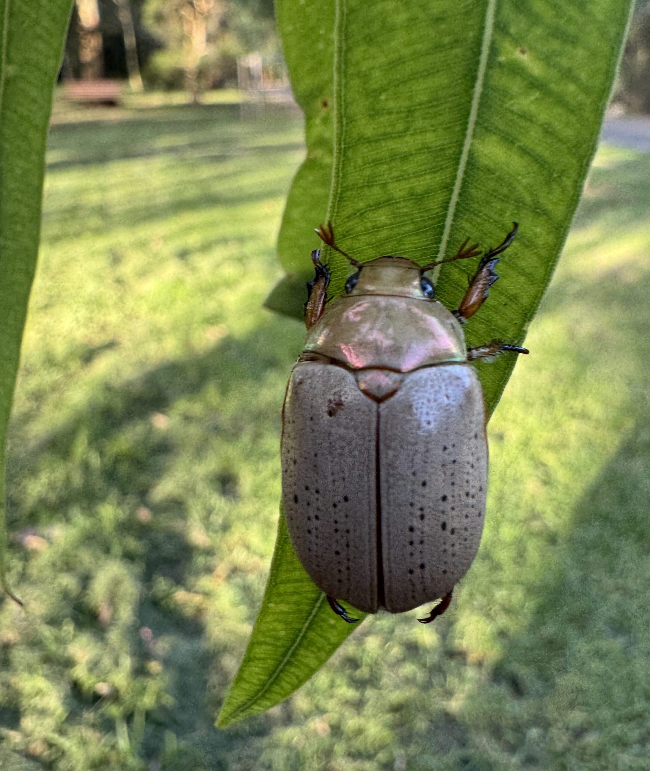 A Christmas beetle