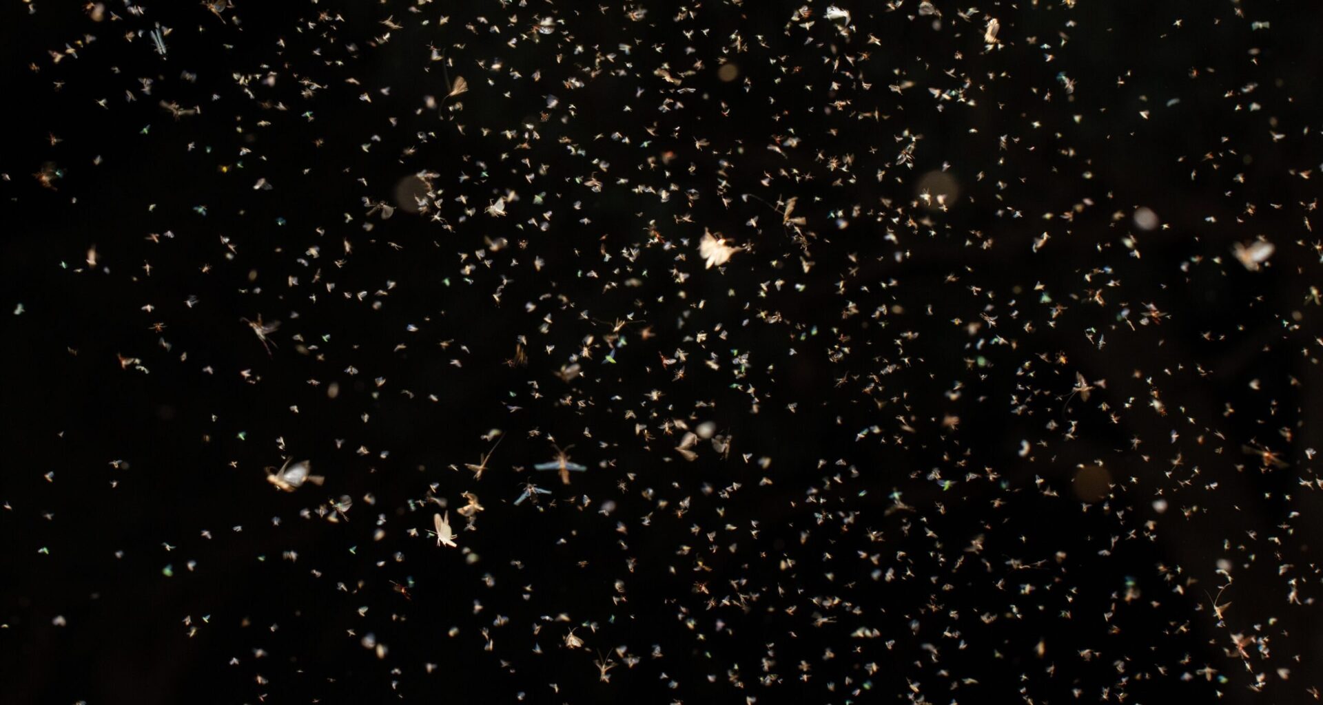 These insects work hard at night to keep our environment healthy