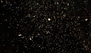 These insects work hard at night to keep our environment healthy