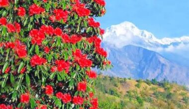 Early blooming of Buransh signals climate change