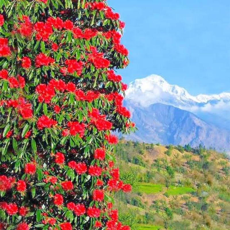 Early blooming of Buransh signals climate change