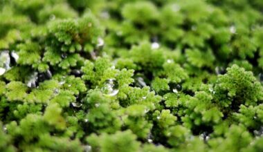 Meet Azolla—The ‘Mosquito Fern’ That Caused An Ice Age For 800,000 Years (And Could Fight Climate Change Today)