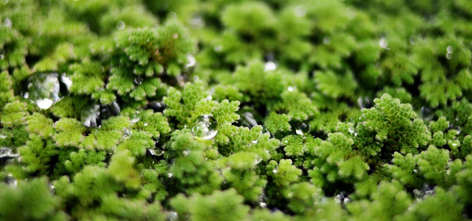 Meet Azolla—The ‘Mosquito Fern’ That Caused An Ice Age For 800,000 Years (And Could Fight Climate Change Today)