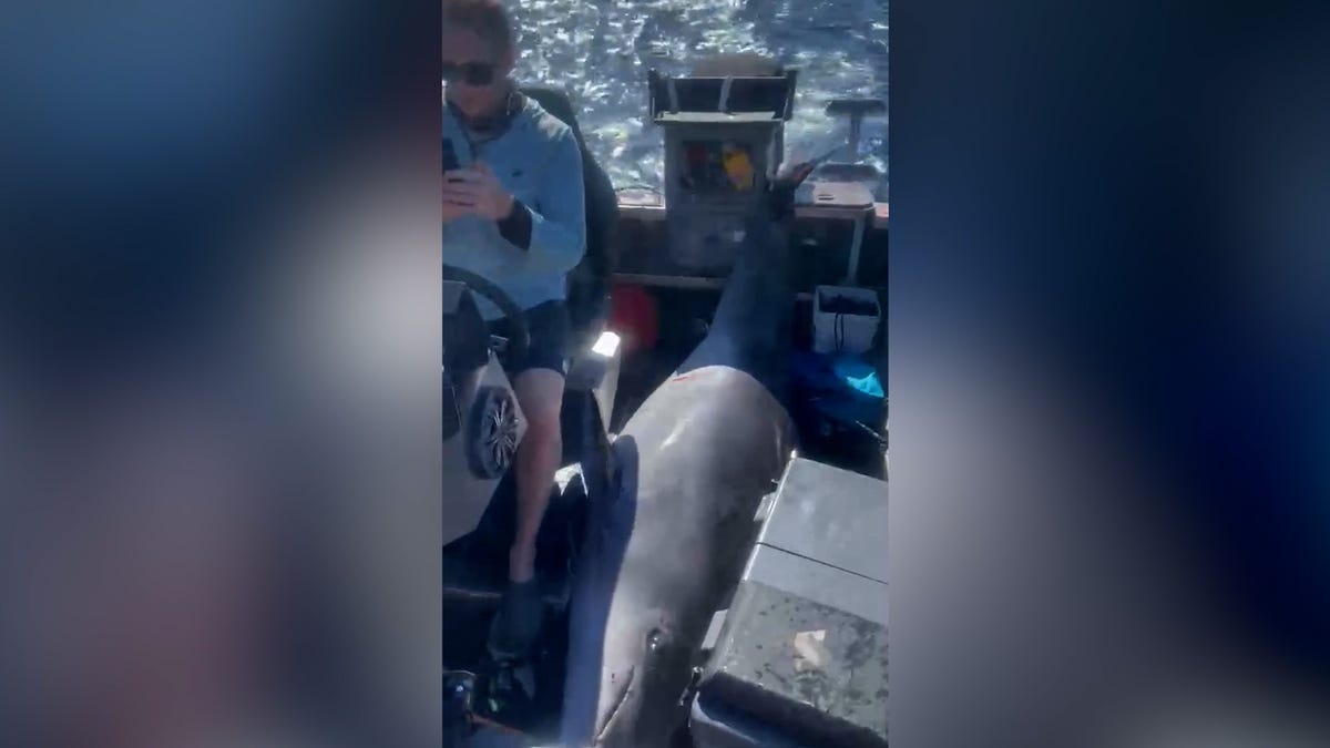 660-pound dolphin 'Tohu' crashes onto boat with 3 onboard: Video