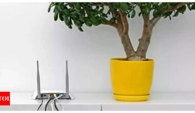 Should we sleep with our wifi on? A study in Denmark claims it is 'killing' plants