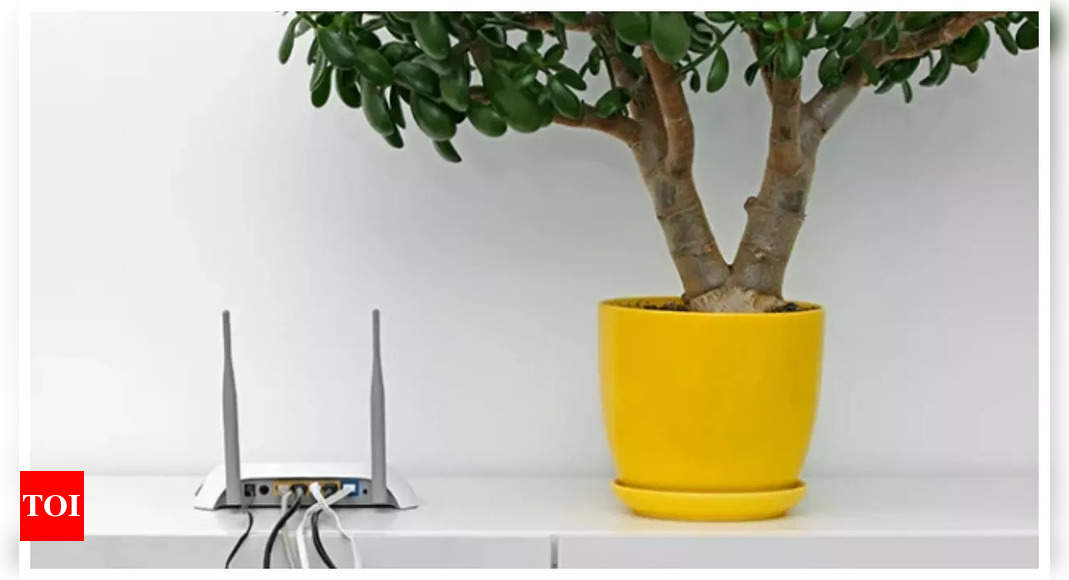 Should we sleep with our wifi on? A study in Denmark claims it is 'killing' plants