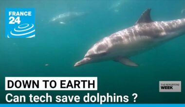 French fishermen 'talk' to dolphins to save them • FRANCE 24 English