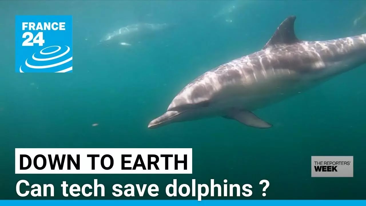 French fishermen 'talk' to dolphins to save them • FRANCE 24 English