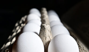 A dozen eggs are seen