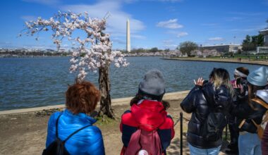 Beloved DC cherry tree ‘Stumpy’ was chopped down thanks to climate change. But the ‘folk hero’ lives on