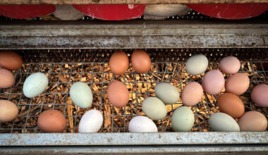 USA’s egg-o-nomic crisis: Netizens troll Trump as he asks Denmark for help after Greenland threats