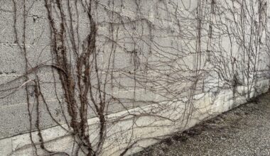Ich wollte wilden Wein an der Wand (so wie rechts). Was habe ich da links bekommen?
