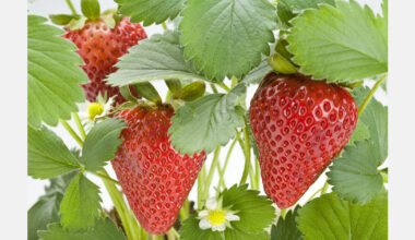 Evaluating the genetic diversity of strawberries from Lithuania