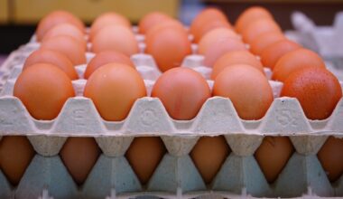Europeans gloat as USA approaches Lithuania to export eggs: ‘Door to door begging’ | Trending