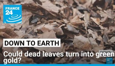 Could dead leaves turn into green gold? • FRANCE 24 English