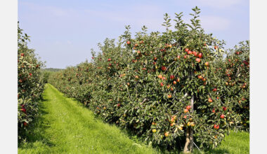 Fruit orchard productivity surges in Moldova