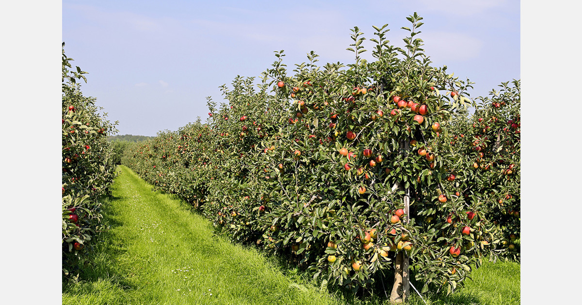 Fruit orchard productivity surges in Moldova