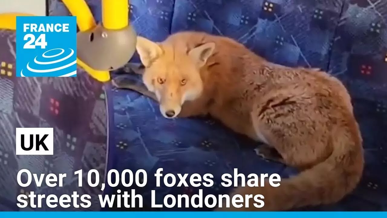 UK: Over 10,000 foxes share streets and gardens with Londoners • FRANCE 24 English