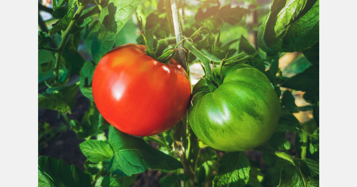 An embargo on Moroccan Sahara's fresh produce in France?