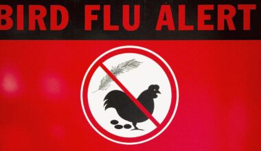 Bird Flu Found In Sheep For First Time, Sparking Health Concerns