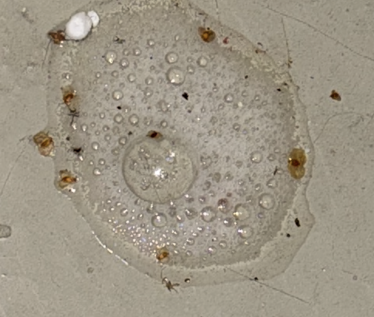 Was ist das auf meinem Balkon?