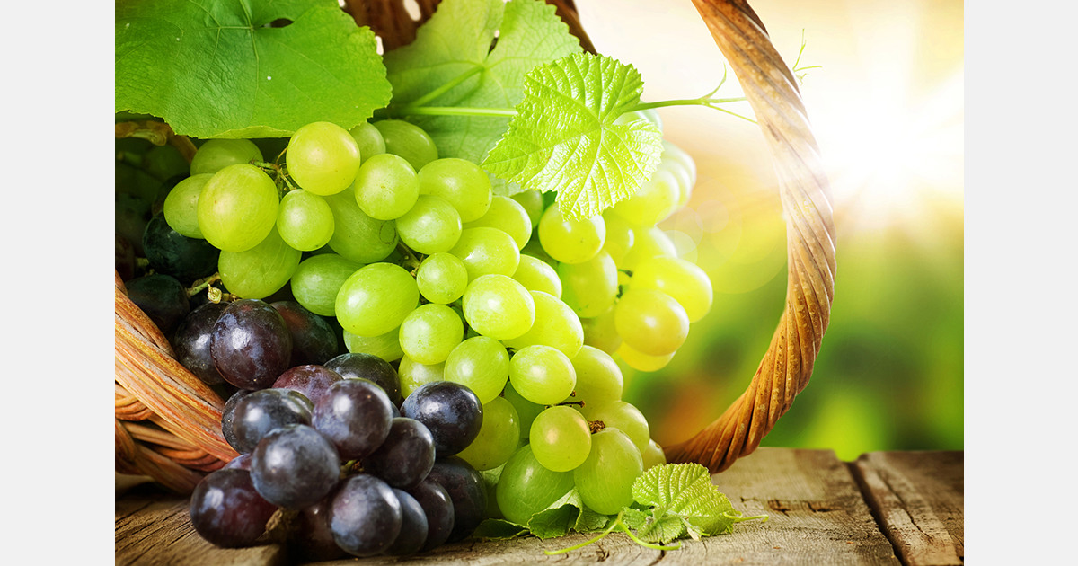 Egypt triples grape exports to Finland in 2024