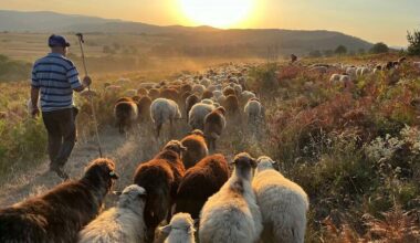 Bulgaria, Poland, Serbia, Slovakia, Turkiye, and Ukraine Join Forces for UNESCO Transhumance Listing