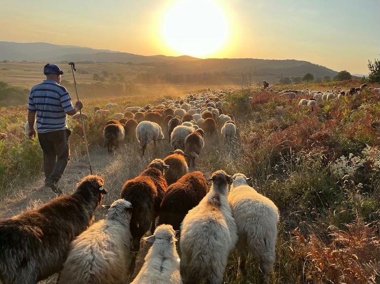 Bulgaria, Poland, Serbia, Slovakia, Turkiye, and Ukraine Join Forces for UNESCO Transhumance Listing