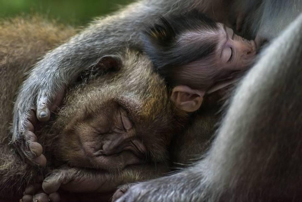 macaques, baby macaque, nature photography